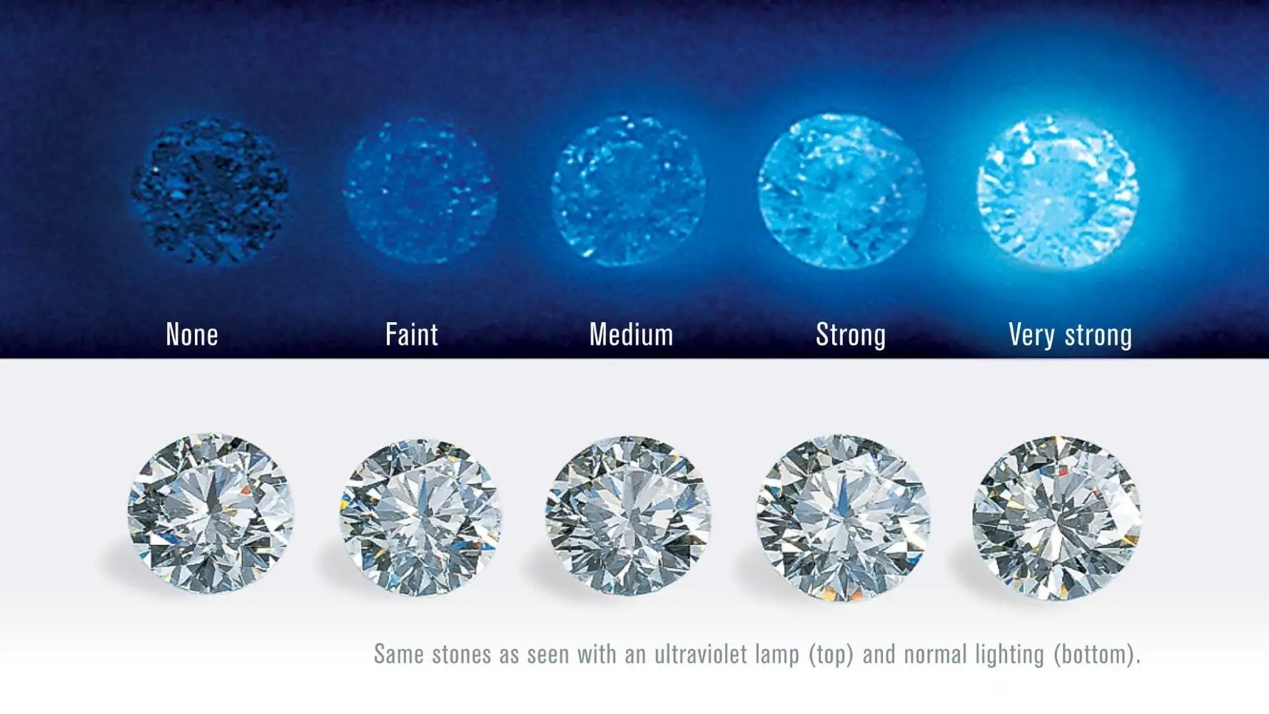 Fluorescence strength levels - from None to Faint and Very strong